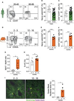 Terminally Differentiated CD4+ T Cells Promote Myocardial Inflammaging